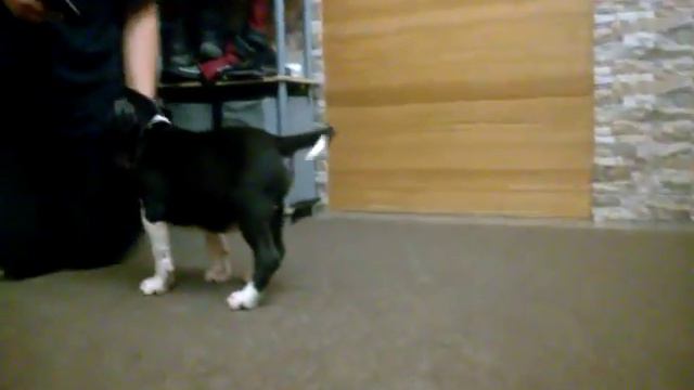 Голди Краунд Кайзер Вильгельм смотреть онлайн