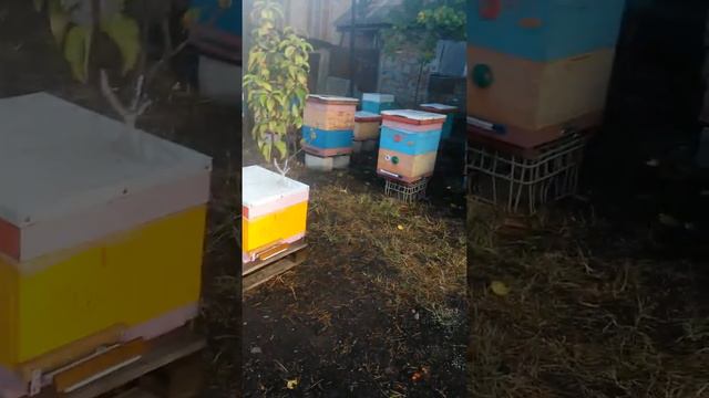 Типы ульев смотреть онлайн