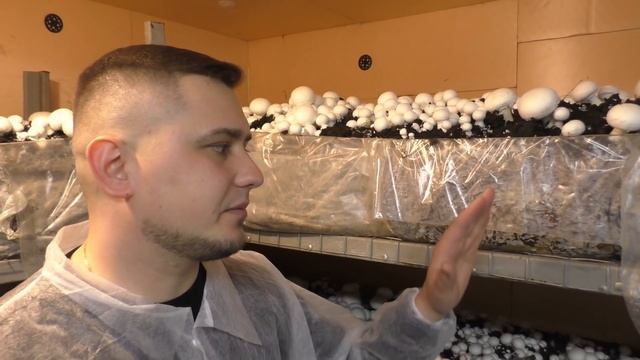 ВЫРАЩИВАНИЕ ГРИБОВ В ПОДВАЛЕ ДОМА! Грибы шампиньоны