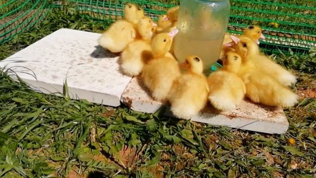 Утки муларды 1 неделя смотреть онлайн