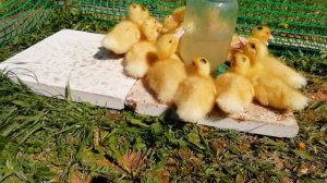 Утки муларды 1 неделя