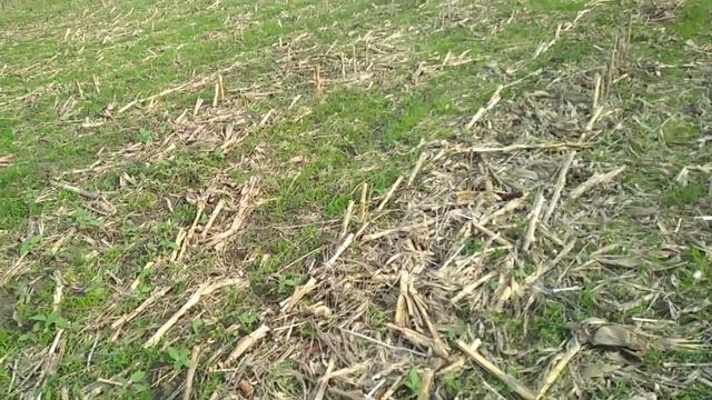 04.06.21 Соняшник по No-Till. Перші кроки.