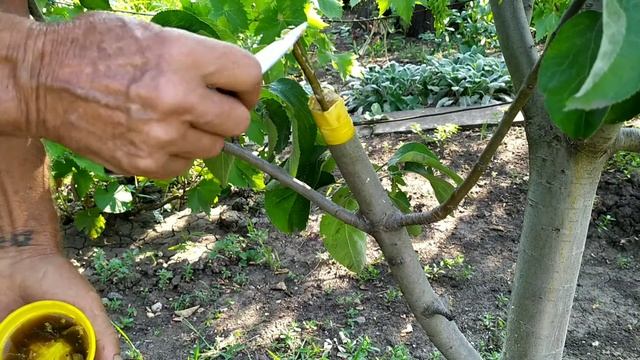 Летняя прививка яблонь под кору .Для начинающих. смотреть онлайн