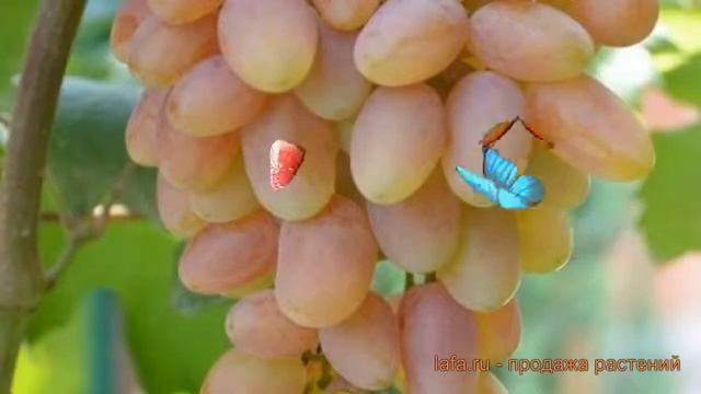 Виноград плодовый Юбилей Новочеркасска ? обзор: как сажать, саженцы винограда Юбилей Новочеркасска смотреть онлайн