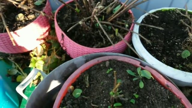 ФУКСИИ Как подготовить к зимовке? смотреть онлайн