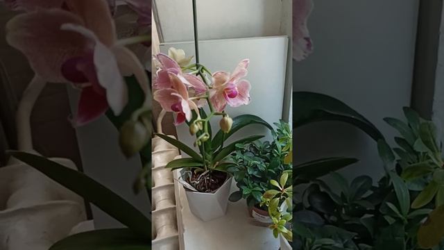 Шикарный и загадочный Пират - бабочка Орхидея Фаленопсис Phalaenopsis Pirate Picotee pelor #shorts смотреть онлайн