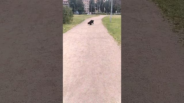 Аппортировка португальской водяной собакой смотреть онлайн
