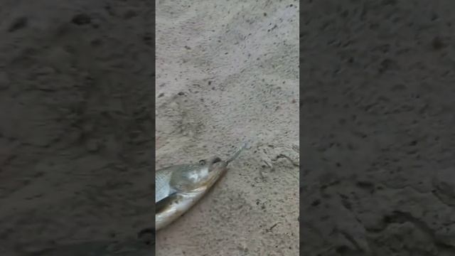 Жерех на Днепре! #рыбалка #рыбалка_в_каменском #весенний_клев #fishing #река_днепр смотреть онлайн