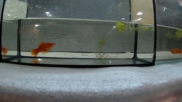 Секреты Руководства