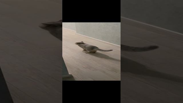 Наступает ночь, просыпается британская шиншилла