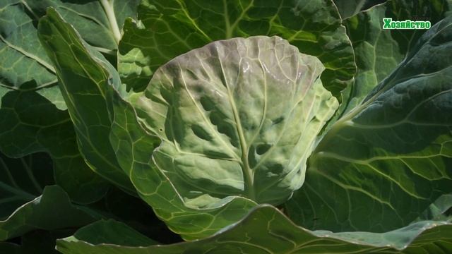 Синеет капуста!!! Листья фиолетовые. Что делать??? смотреть онлайн