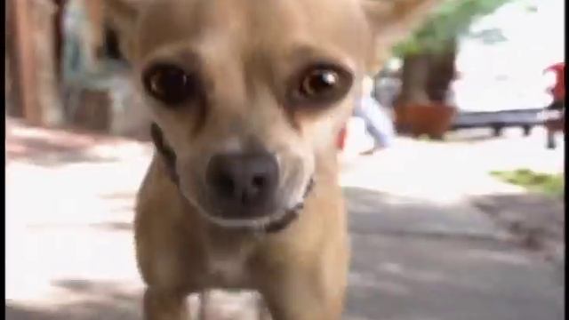 Taco Bell - Chihuahua (1997, USA) смотреть онлайн