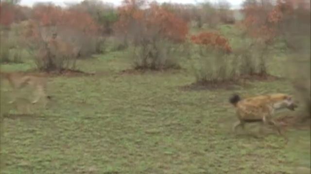 Impala Plays Dead To Escape Hyena & Cheetah! смотреть онлайн