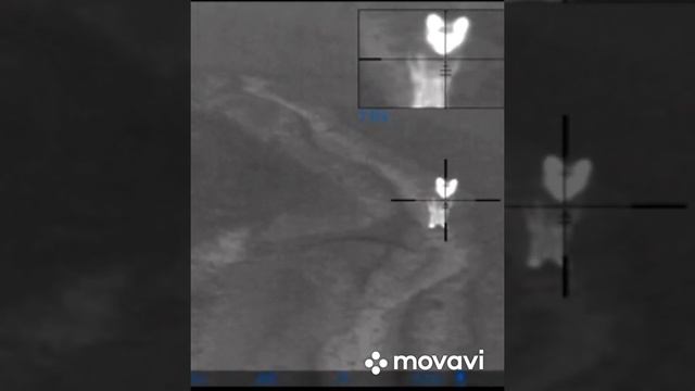 Охота с тепловизором на Волка смотреть онлайн
