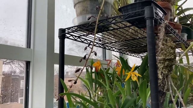 More Water Leaking in my Orchid Growing Area смотреть онлайн
