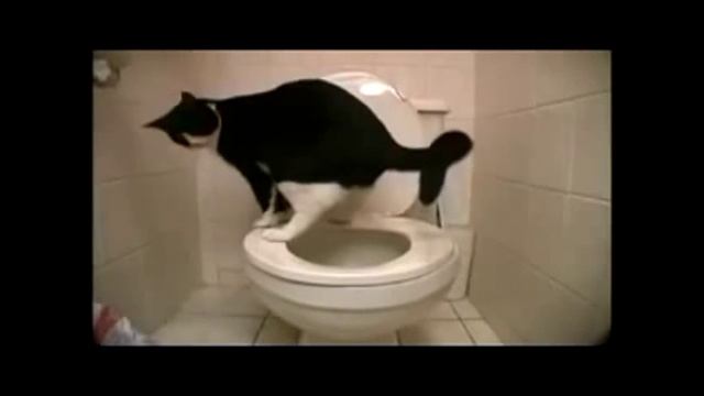 Смешные кошки 2015. Самое смешное видео про кошек! смотреть онлайн