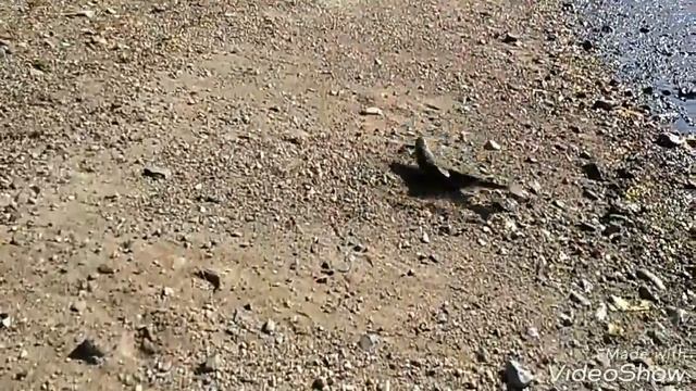 Горбуша на мелкую блесну с одинарным крючком