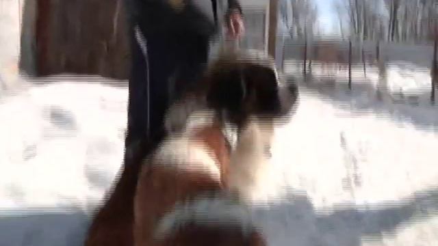 #231 Мир увлечений. Собаки породы сенбернар смотреть онлайн