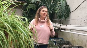 ХЛОРОФИТУМ уход ? полезные свойства ? ПОЧЕМУ ЖЕЛТЕЮТ ЛИСТЬЯ