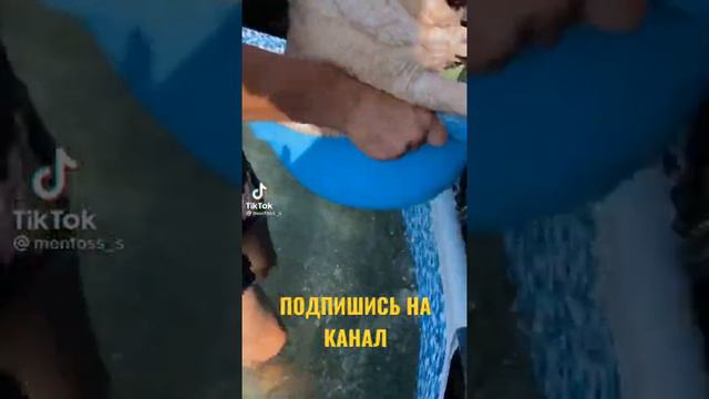 МОПС КУПАЕТСЯ В ТАЗИКЕ смотреть онлайн