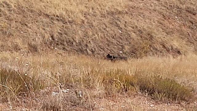 Ризеншнауцер 3 года. День рождения. смотреть онлайн