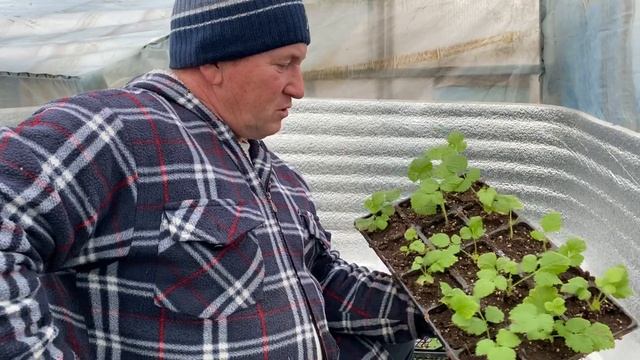 Новый перспективный летний сорт малины Пшехиба смотреть онлайн