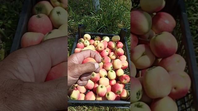 Райские яблочки сорт Пиатош смотреть онлайн