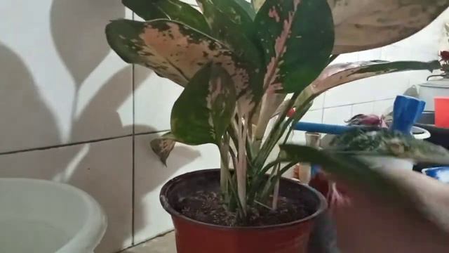 Repotting Aglaonema😍 смотреть онлайн