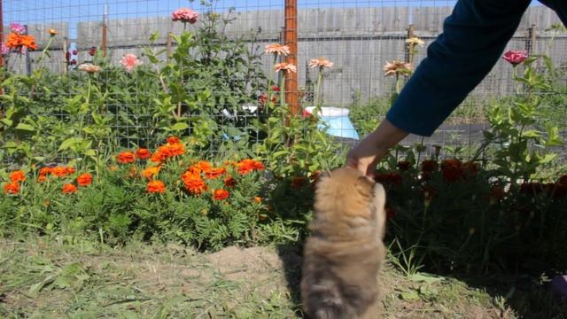 Помчи мальчик длинношёрстный смотреть онлайн