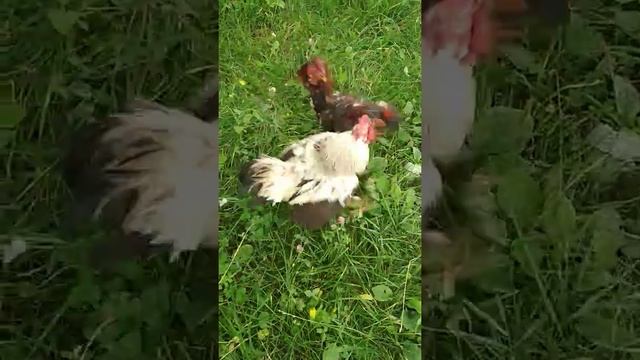 Бой петухов доканца смотреть онлайн