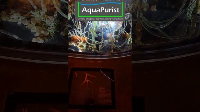 Riesengroße Kleinstlebewesen im Naturkunde Museum in Rom - Daphnia, Rotiferi, Cyclops, Hydra смотреть онлайн