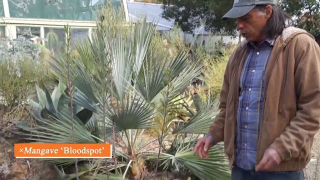 What's in Bloom at the Ruth Bancroft Garden in November. смотреть онлайн