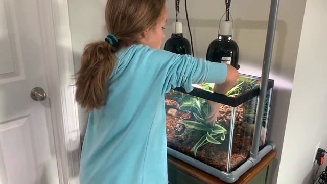 Ball Python Setup : Snake Care UPDATES смотреть онлайн