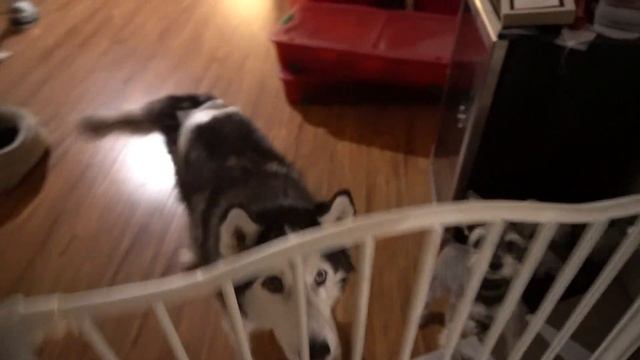 OUR NEW CAT, FINAL MANTEL DECOR & AIR FRYER WING RECIPE!