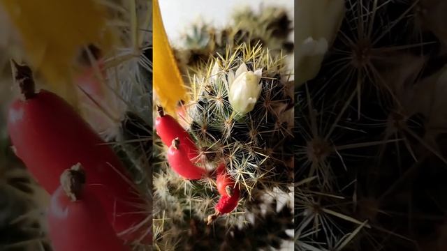 #di_vito #Flowering #cactus #Mammillaria prolifera смотреть онлайн