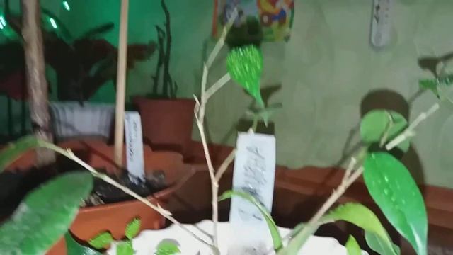 Фикусы.У меня 3 вида,какие? смотреть онлайн