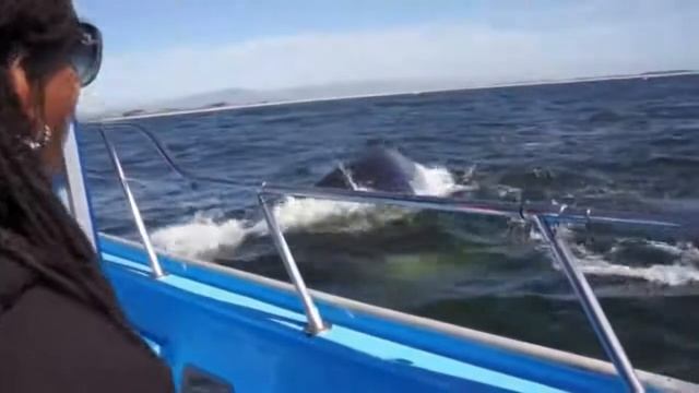 Топ 5 лучших видео о китах и лодках смотреть онлайн