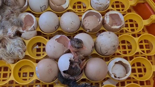 Вылупление цыплят в инкубаторе на ваших глазах/Рождественские цыплята, какие они/Из грязных яиц?Как смотреть онлайн