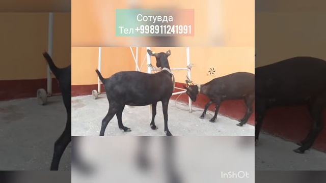 мурсиан# гранада#эчкилари#сотувда#murcia#granada#echkilari#haqida#ma'lumotlar# смотреть онлайн