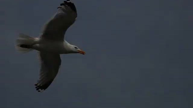 Irlanda - In un giorno di pioggia (Modena City Rambles) смотреть онлайн