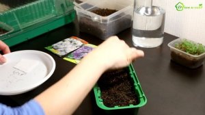 АГЕРАТУМ - выращивание из семян