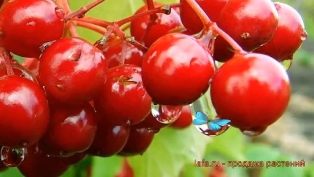 Калина красная Белорусская 3-21 ? обзор: как сажать, саженцы калины Белорусская 3-21 смотреть онлайн