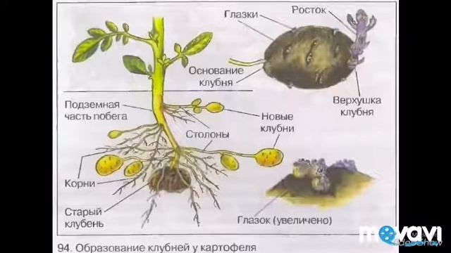 Видоизменение побега. Биология в стихах 6 класс. смотреть онлайн