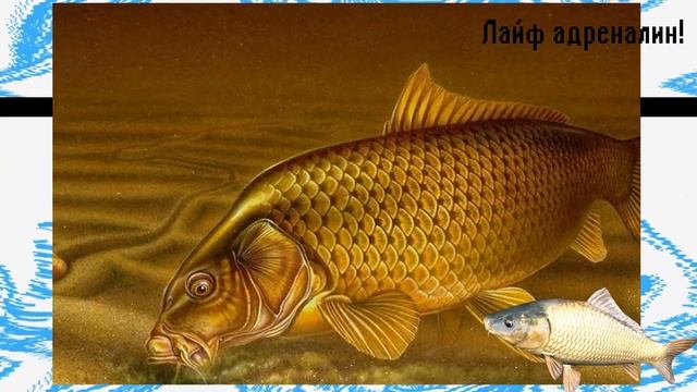 Как на что и где ловить карпа в июне? Советы ловли карпа в июне ДЛЯ НАЧИНАЮЩИХ! смотреть онлайн