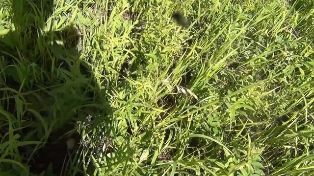 Белый гриб на 1.5 килограмма / Массовый сбор белых грибов