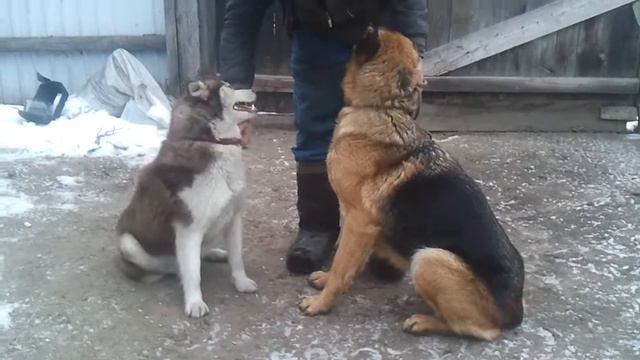 Видео0095 смотреть онлайн