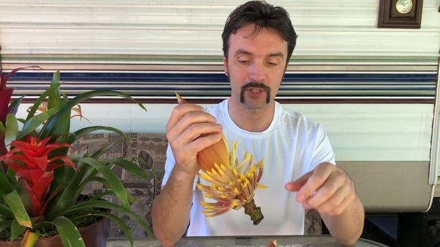 Как выглядит цветок банана? Можно ли его употреблять в пищу? смотреть онлайн