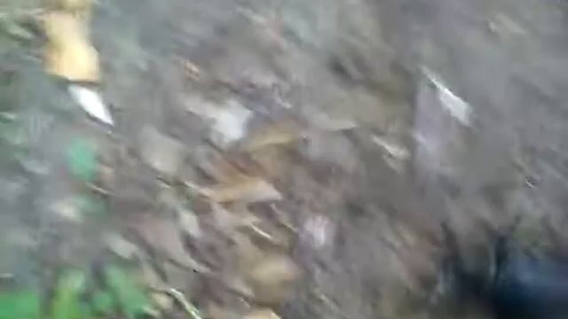 Вот это жучара смотреть онлайн