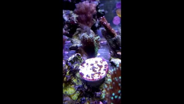 Вырастить живое | Как из маленького фрагмента колонии мягкого коралла вырастает большой коралл смотреть онлайн