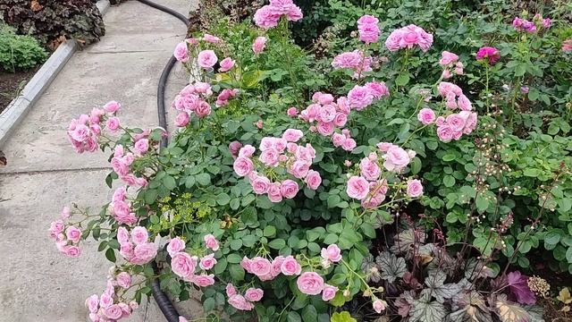 РОЗА ПОМПОНЕЛЛА (Pomponella, Kordes, 2005), обзор. смотреть онлайн